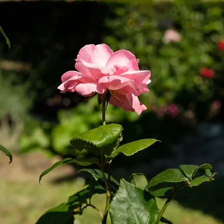 Holiday home Borgo Amarrante *